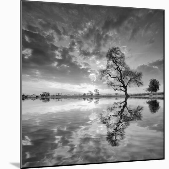 Arbol en Agua 5 BN-Moises Levy-Mounted Photographic Print