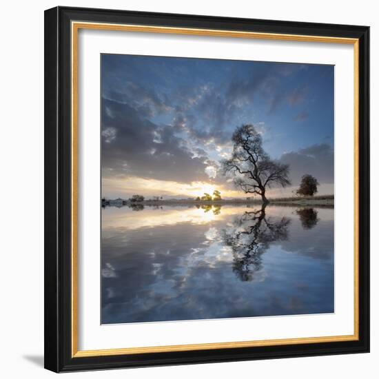 Arbol en Agua 5 color-Moises Levy-Framed Photographic Print