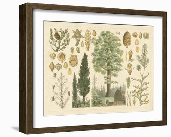 Arbor Collection-Vision Studio-Framed Art Print