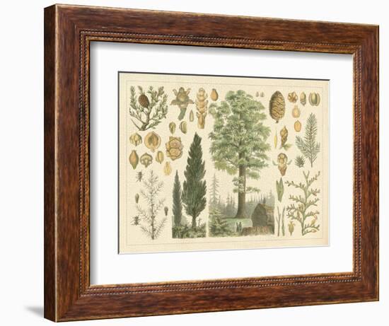 Arbor Collection-Vision Studio-Framed Art Print