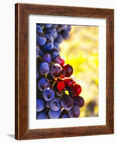 Arbor Crest Wine Cellars in Spokane, Washington, USA-Richard Duval-Framed Photographic Print