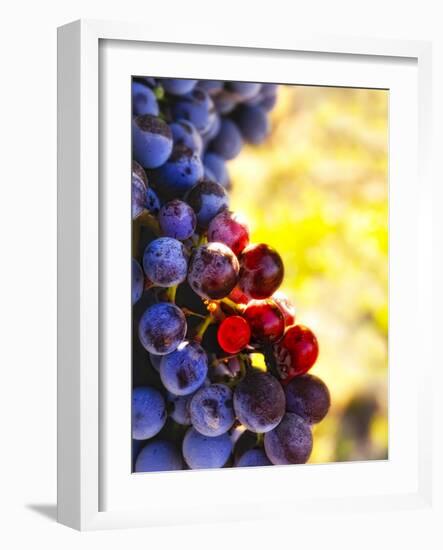 Arbor Crest Wine Cellars in Spokane, Washington, USA-Richard Duval-Framed Photographic Print