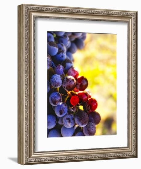 Arbor Crest Wine Cellars in Spokane, Washington, USA-Richard Duval-Framed Photographic Print