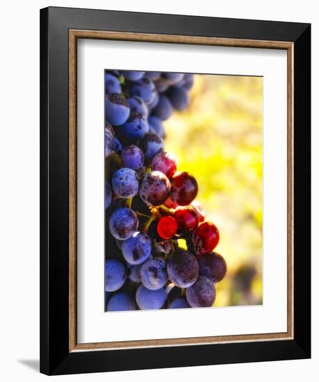 Arbor Crest Wine Cellars in Spokane, Washington, USA-Richard Duval-Framed Photographic Print