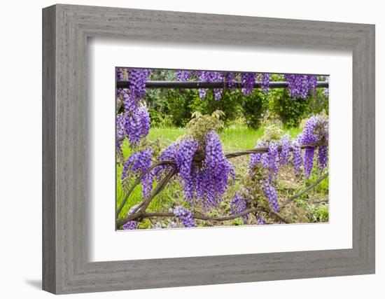 Arbor of Wisteria in Bloom, Firenze, Tuscany, Italy-Nico Tondini-Framed Photographic Print