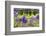 Arbor of Wisteria in Bloom, Firenze, Tuscany, Italy-Nico Tondini-Framed Photographic Print