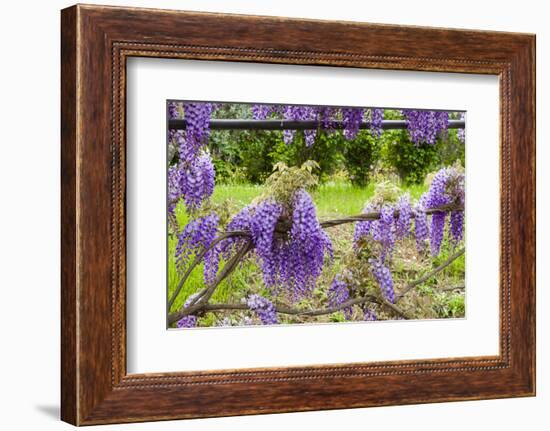 Arbor of Wisteria in Bloom, Firenze, Tuscany, Italy-Nico Tondini-Framed Photographic Print