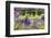 Arbor of Wisteria in Bloom, Firenze, Tuscany, Italy-Nico Tondini-Framed Photographic Print