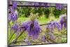 Arbor of Wisteria in Bloom, Firenze, Tuscany, Italy-Nico Tondini-Mounted Photographic Print