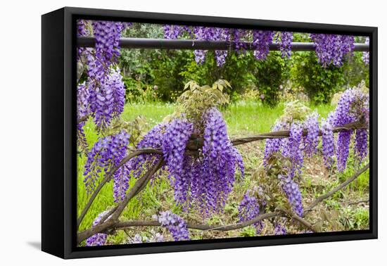 Arbor of Wisteria in Bloom, Firenze, Tuscany, Italy-Nico Tondini-Framed Premier Image Canvas