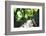 Arbor Path, Ravello, Italy-George Oze-Framed Photographic Print