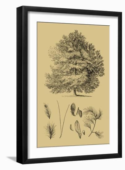 Arbor Study IV-Vision Studio-Framed Art Print