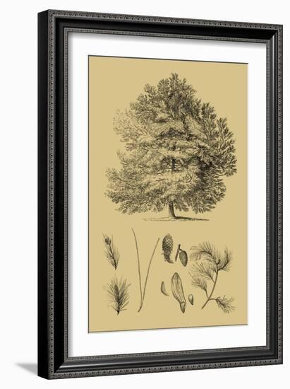 Arbor Study IV-Vision Studio-Framed Art Print