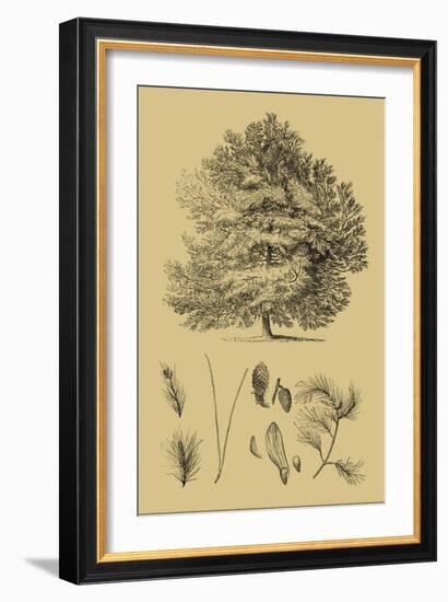 Arbor Study IV-Vision Studio-Framed Art Print