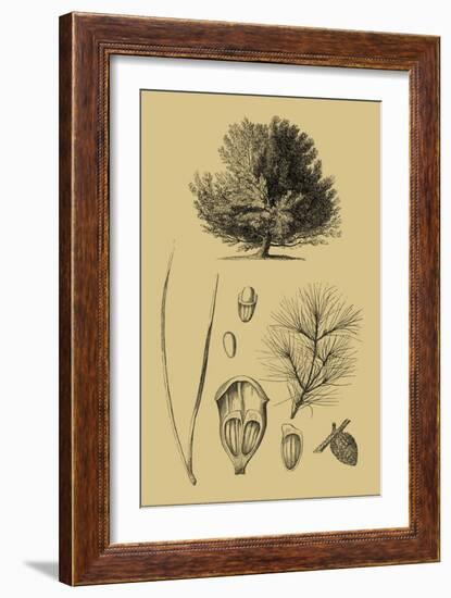 Arbor Study V-Vision Studio-Framed Art Print