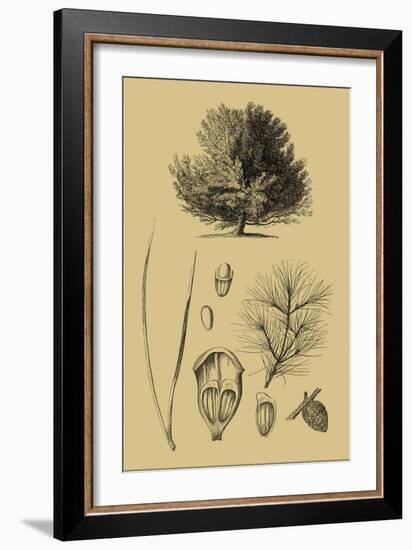 Arbor Study V-Vision Studio-Framed Art Print