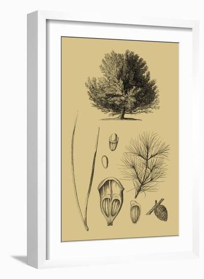 Arbor Study V-Vision Studio-Framed Art Print