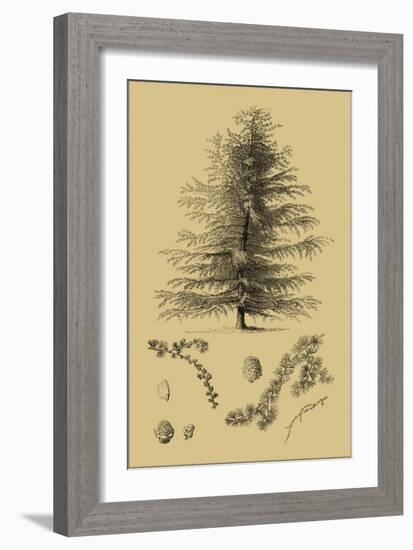 Arbor Study VI-Vision Studio-Framed Art Print