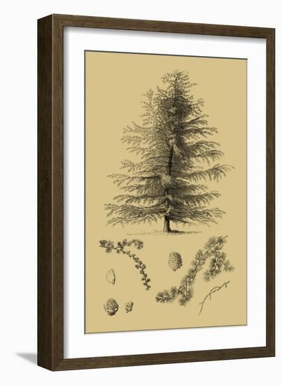 Arbor Study VI-Vision Studio-Framed Art Print