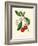 'Arbutus, or Strawberry Tree', c1891, (1891)-Anne Pratt-Framed Giclee Print