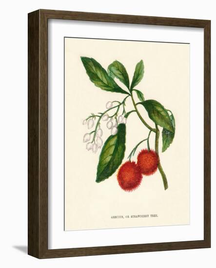 'Arbutus, or Strawberry Tree', c1891, (1891)-Anne Pratt-Framed Giclee Print