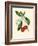 'Arbutus, or Strawberry Tree', c1891, (1891)-Anne Pratt-Framed Giclee Print