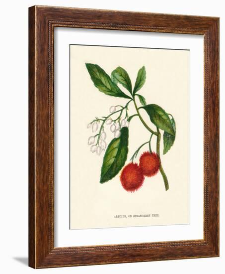 'Arbutus, or Strawberry Tree', c1891, (1891)-Anne Pratt-Framed Giclee Print