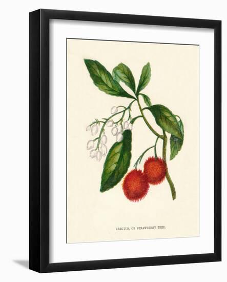 'Arbutus, or Strawberry Tree', c1891, (1891)-Anne Pratt-Framed Giclee Print