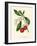 'Arbutus, or Strawberry Tree', c1891, (1891)-Anne Pratt-Framed Giclee Print