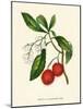 'Arbutus, or Strawberry Tree', c1891, (1891)-Anne Pratt-Mounted Giclee Print