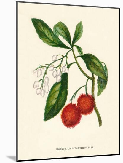 'Arbutus, or Strawberry Tree', c1891, (1891)-Anne Pratt-Mounted Giclee Print