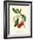 'Arbutus, or Strawberry Tree', c1891, (1891)-Anne Pratt-Framed Giclee Print