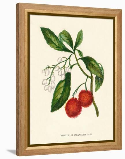 'Arbutus, or Strawberry Tree', c1891, (1891)-Anne Pratt-Framed Premier Image Canvas