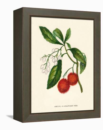 'Arbutus, or Strawberry Tree', c1891, (1891)-Anne Pratt-Framed Premier Image Canvas