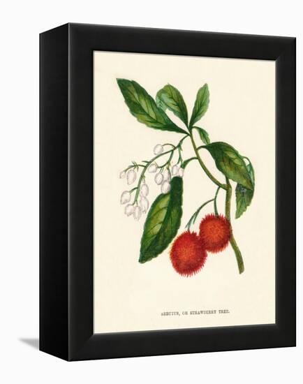 'Arbutus, or Strawberry Tree', c1891, (1891)-Anne Pratt-Framed Premier Image Canvas