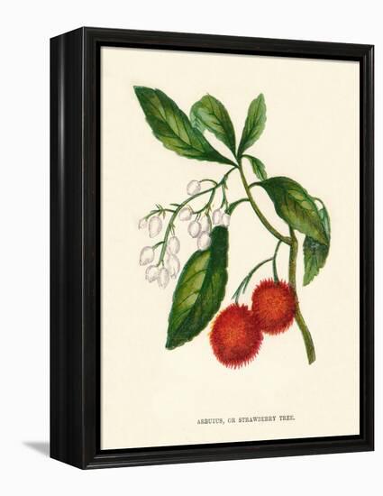 'Arbutus, or Strawberry Tree', c1891, (1891)-Anne Pratt-Framed Premier Image Canvas