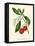 'Arbutus, or Strawberry Tree', c1891, (1891)-Anne Pratt-Framed Premier Image Canvas