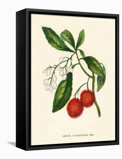 'Arbutus, or Strawberry Tree', c1891, (1891)-Anne Pratt-Framed Premier Image Canvas