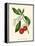 'Arbutus, or Strawberry Tree', c1891, (1891)-Anne Pratt-Framed Premier Image Canvas