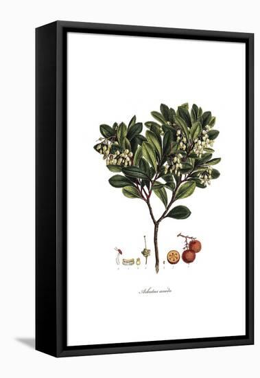 Arbutus Unedo, Flora Graeca-Ferdinand Bauer-Framed Premier Image Canvas