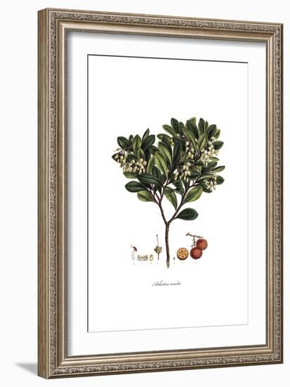 Arbutus Unedo, Flora Graeca-Ferdinand Bauer-Framed Giclee Print
