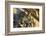 Arc De Triomphe, Paris, France, Europe-Neil-Framed Photographic Print