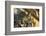 Arc De Triomphe, Paris, France, Europe-Neil-Framed Photographic Print