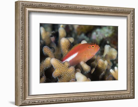 Arc-Eye Hawkfish (Paracirrhites Arcatus), Matangi Island, Vanua Levu, Fiji, Pacific-Louise Murray-Framed Photographic Print