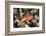 Arc-Eye Hawkfish (Paracirrhites Arcatus), Matangi Island, Vanua Levu, Fiji, Pacific-Louise Murray-Framed Photographic Print