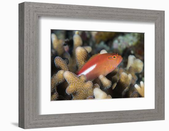 Arc-Eye Hawkfish (Paracirrhites Arcatus), Matangi Island, Vanua Levu, Fiji, Pacific-Louise Murray-Framed Photographic Print