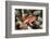 Arc-Eye Hawkfish (Paracirrhites Arcatus), Matangi Island, Vanua Levu, Fiji, Pacific-Louise Murray-Framed Photographic Print