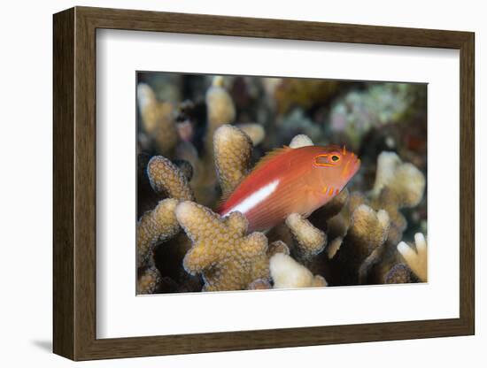 Arc-Eye Hawkfish (Paracirrhites Arcatus), Matangi Island, Vanua Levu, Fiji, Pacific-Louise Murray-Framed Photographic Print