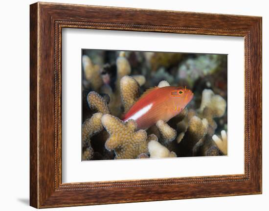 Arc-Eye Hawkfish (Paracirrhites Arcatus), Matangi Island, Vanua Levu, Fiji, Pacific-Louise Murray-Framed Photographic Print