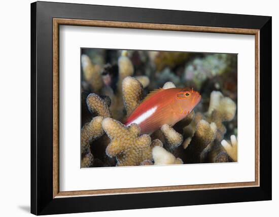 Arc-Eye Hawkfish (Paracirrhites Arcatus), Matangi Island, Vanua Levu, Fiji, Pacific-Louise Murray-Framed Photographic Print